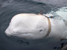 Whale ‘trained by Russia’ acting unusually, Norwegian locals say