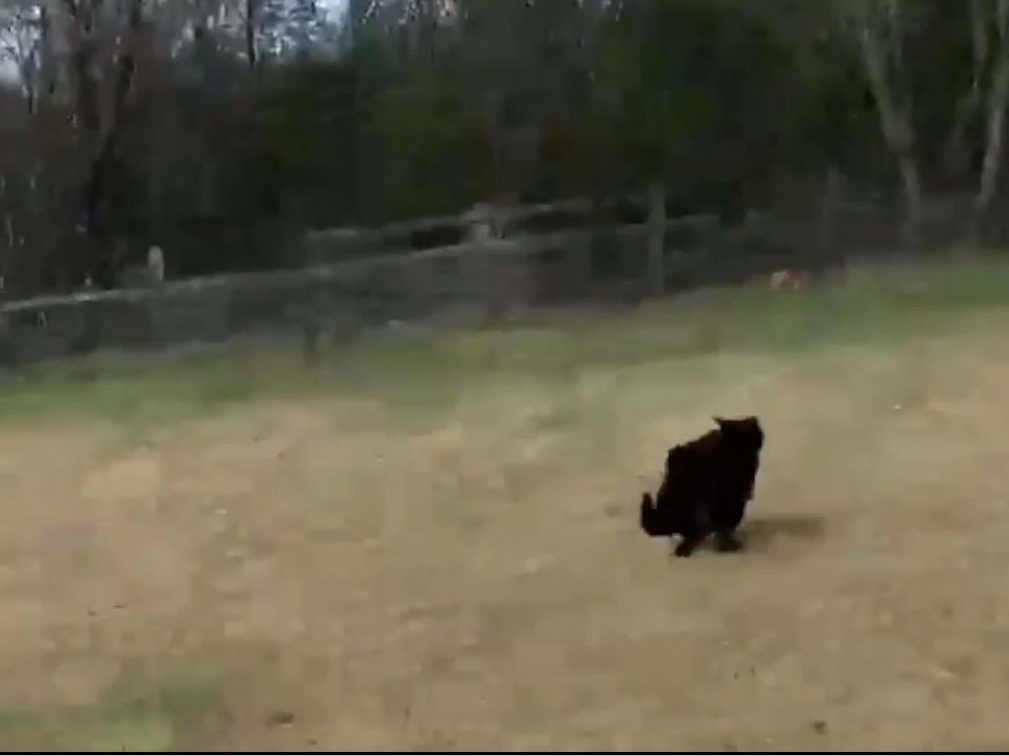 Drone Films big Cat Prowling Around British Field In Third Sighting 