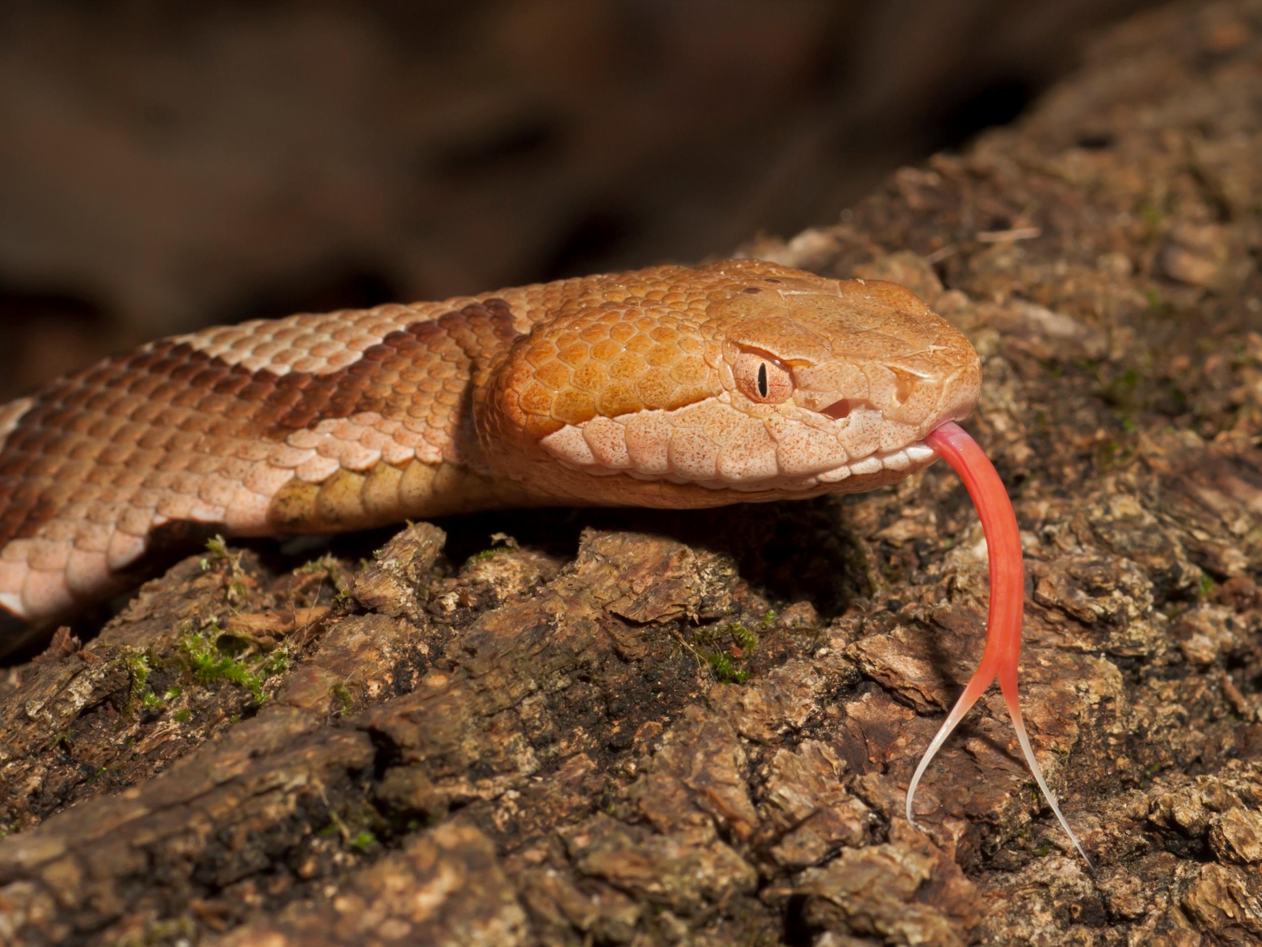 Oakley was believed to have been been bitten by a venomous copperhead pit viper