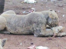 Lions cubs too sick to walk due to squalid conditions at South African breeding centre