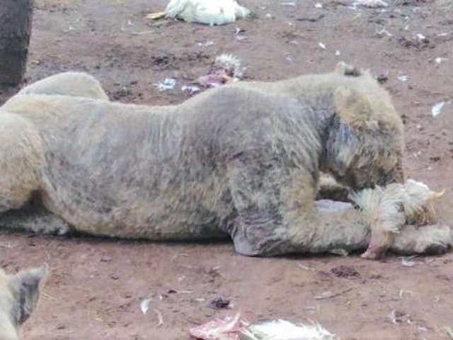 The captive-bred lions were bald from mange, a skin infection caused by mites that causes hair loss
