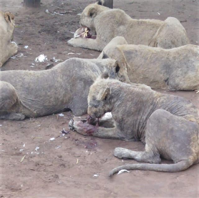 The lions were suffering from parasitic infections