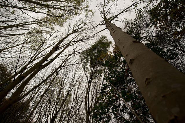 The disease is expected to kill 95-99 per cent of Britain’s ash trees