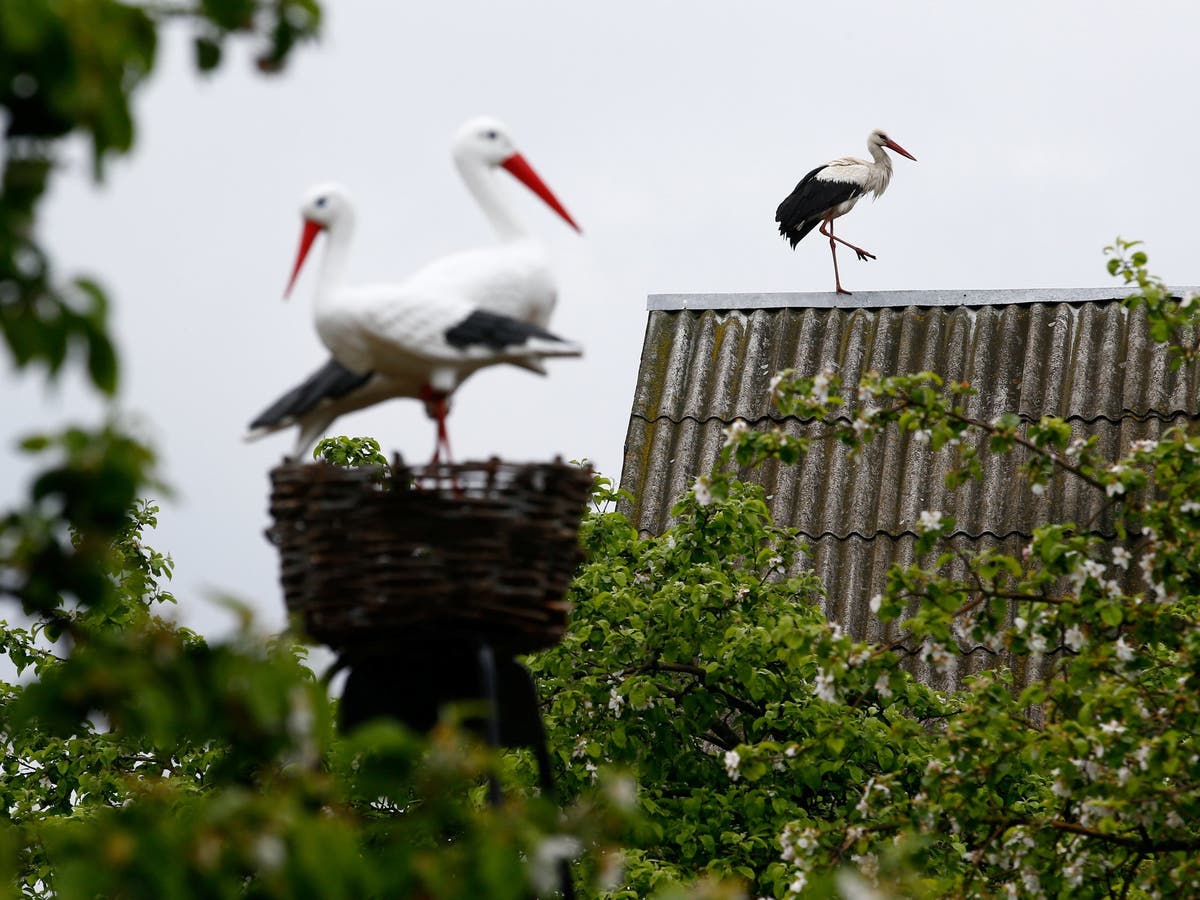 White storks spread across England for first time in 600 years as rewilding project tackles biodiversity crisis