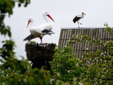 White storks spread across England for first time in 600 years