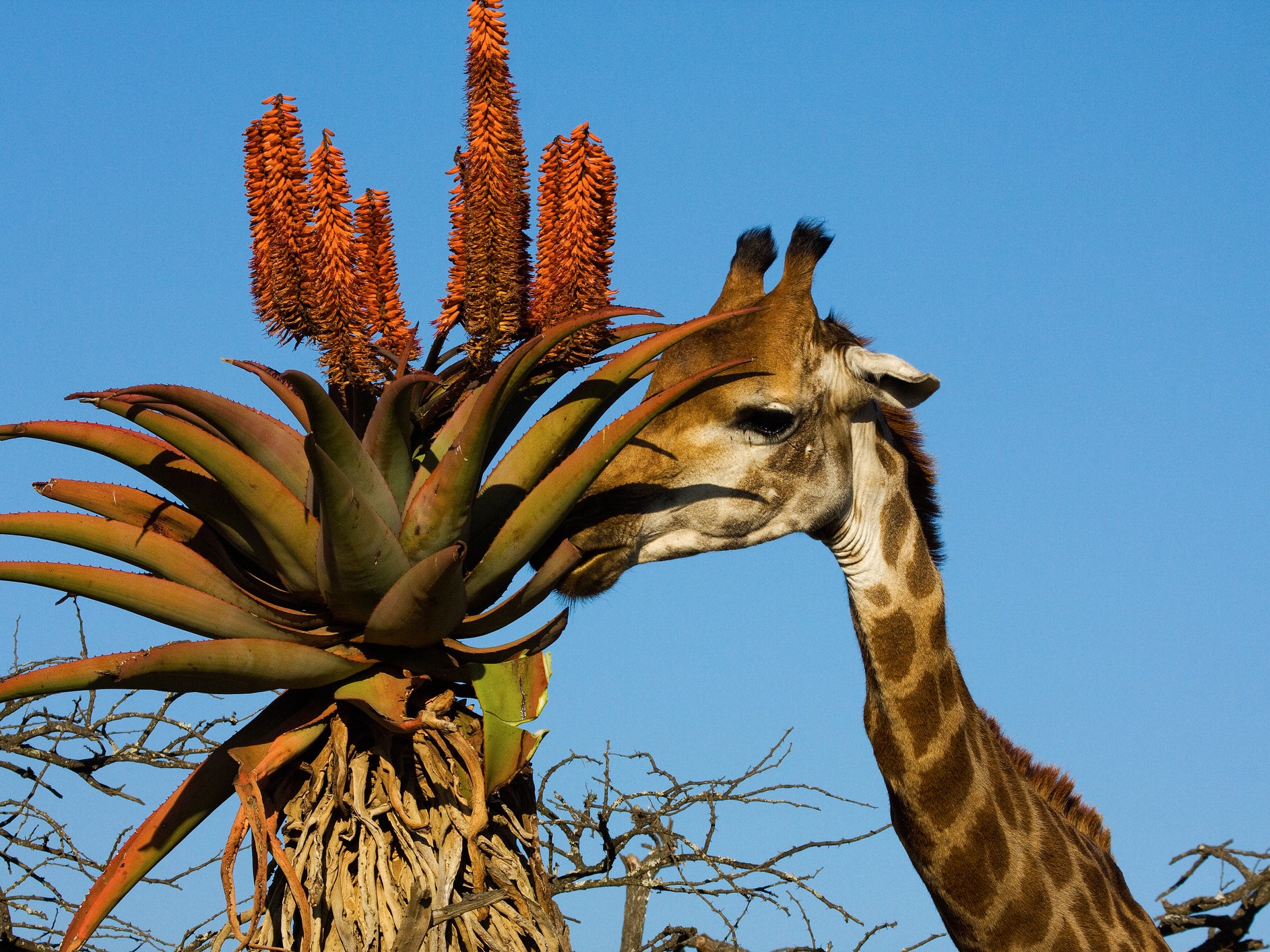 Giraffes and other mammals, insects and fish are all declining as their habitat is lost and the climate changes