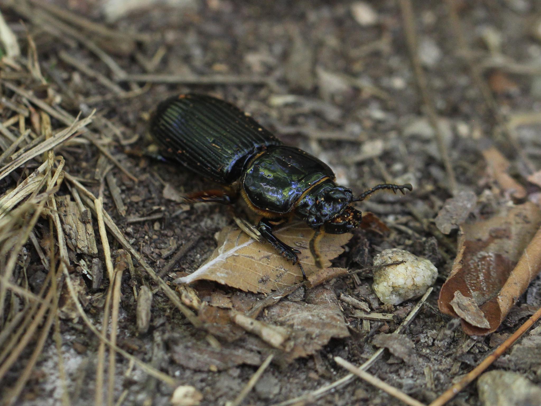 The horned passalus is about the size of your thumb and weighs as much as two raisins