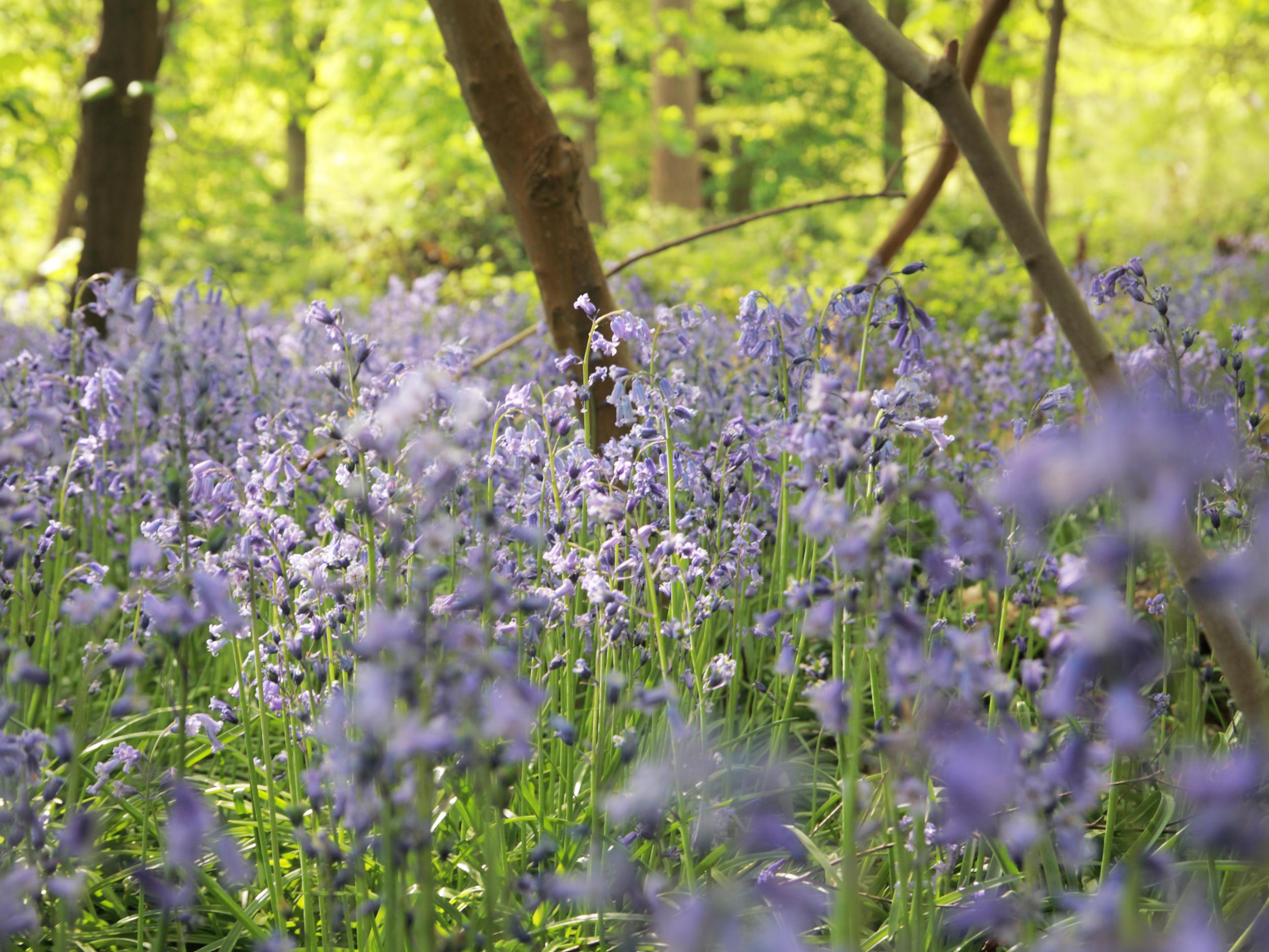 Bluebells in Banstead Woods, Surrey