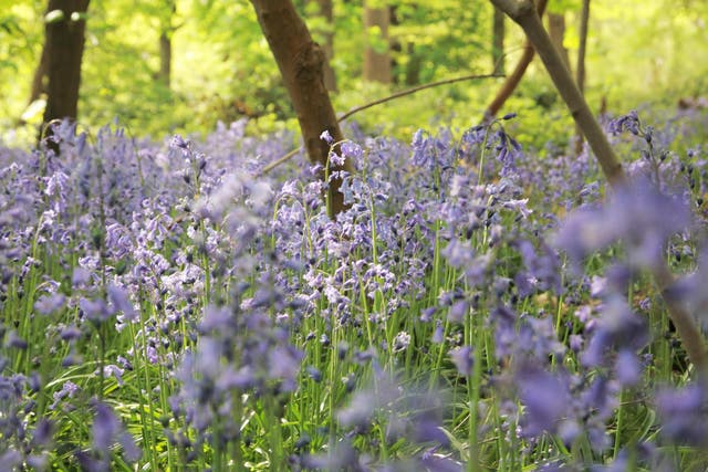 Bluebells in Banstead Woods, Surrey