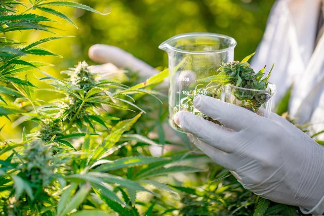 Perhaps fewer than 100 people have received medicinal cannabis treatment in the UK 