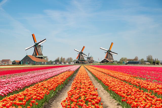 A surge in tourism to the Netherlands has caused the tourist board to stop active promotion