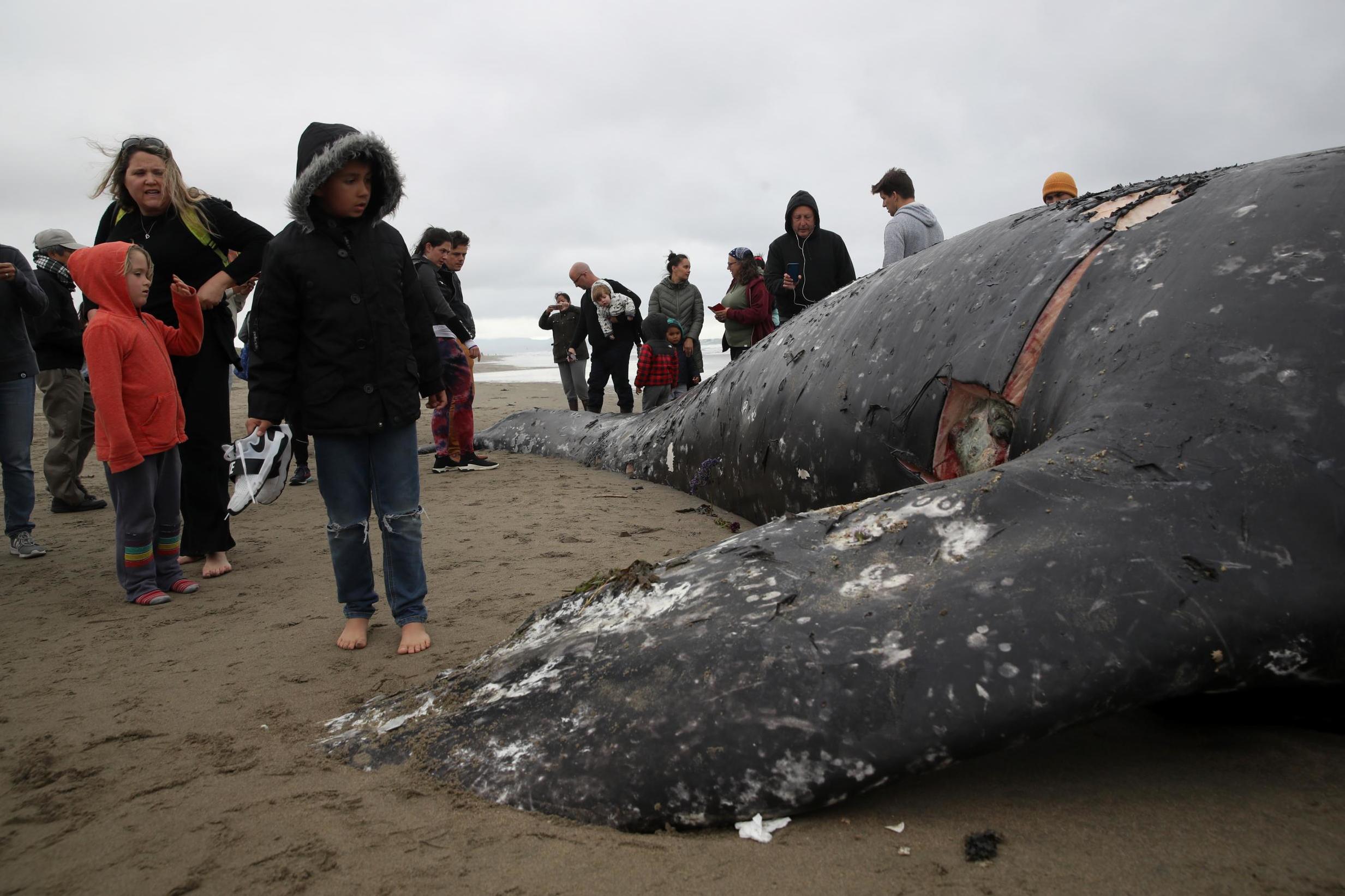 Ninth dead whale this year washes ashore in San Francisco