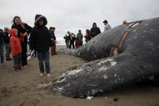 Dead whales keep washing up in San Francisco