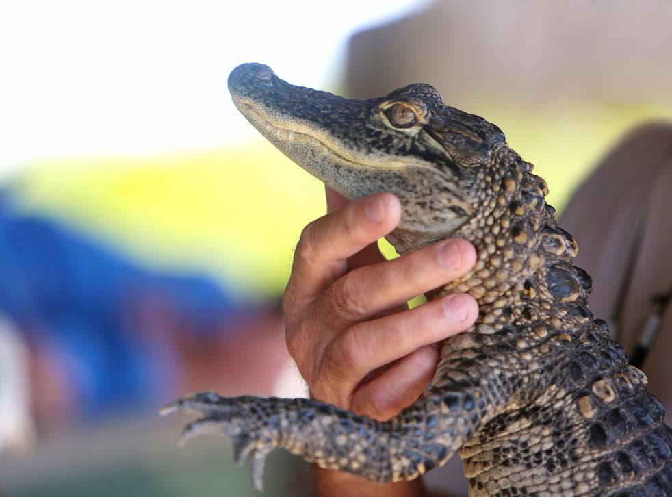 Florida's Fish and Wildlife Conservation Commission seized a foot-long alligator and released it back into the wild
