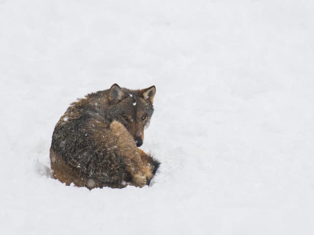 Wolves have an incredible ability to regenerate tattered, overgrazed landscapes