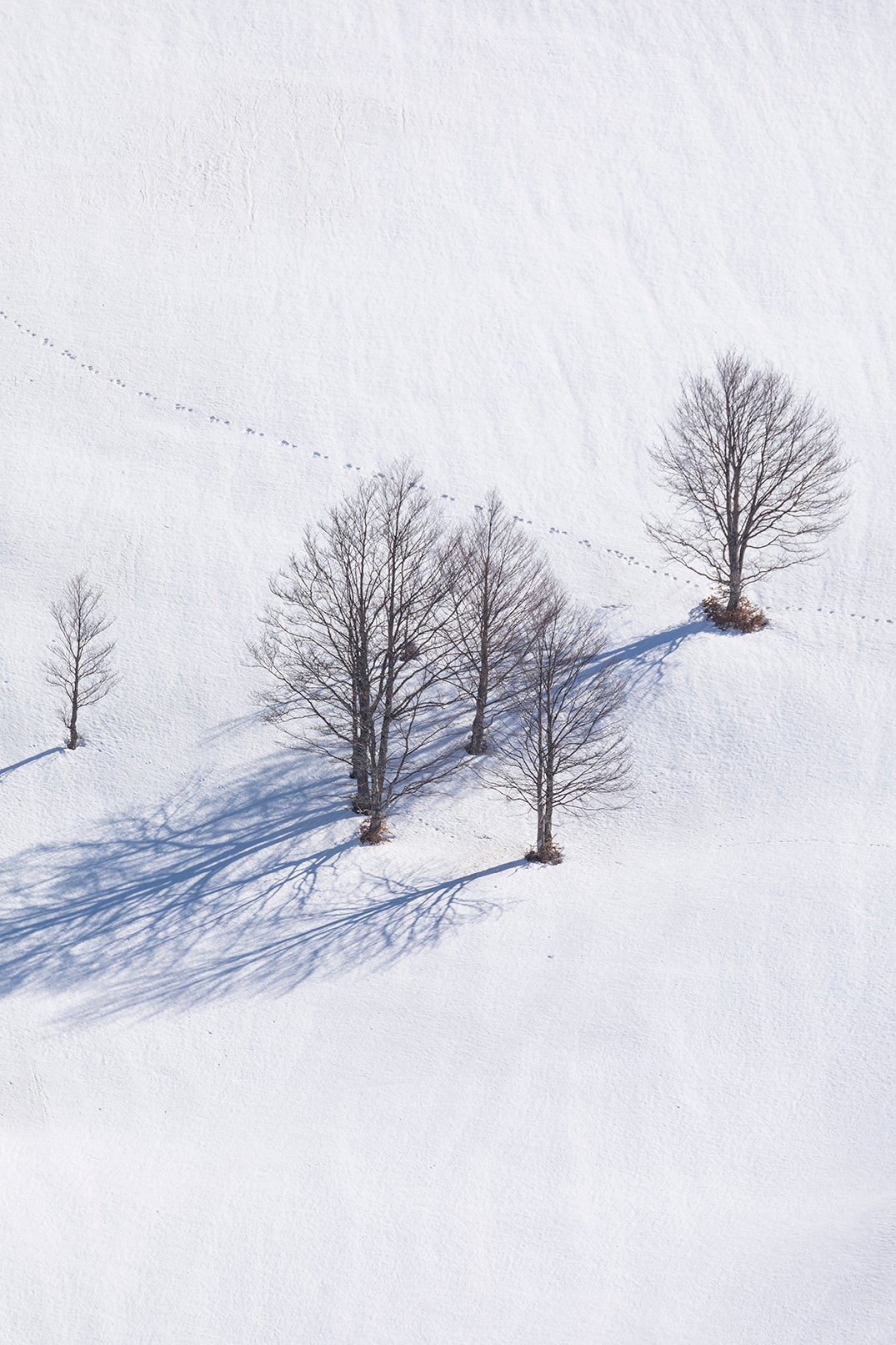 Wolves use smells from animal prints to map out the landscape (Bruno D’Amicis/European Safari Company)