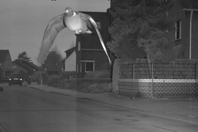 No respect for road safety - this pigeon was caught doing 12kmh above the speed limit