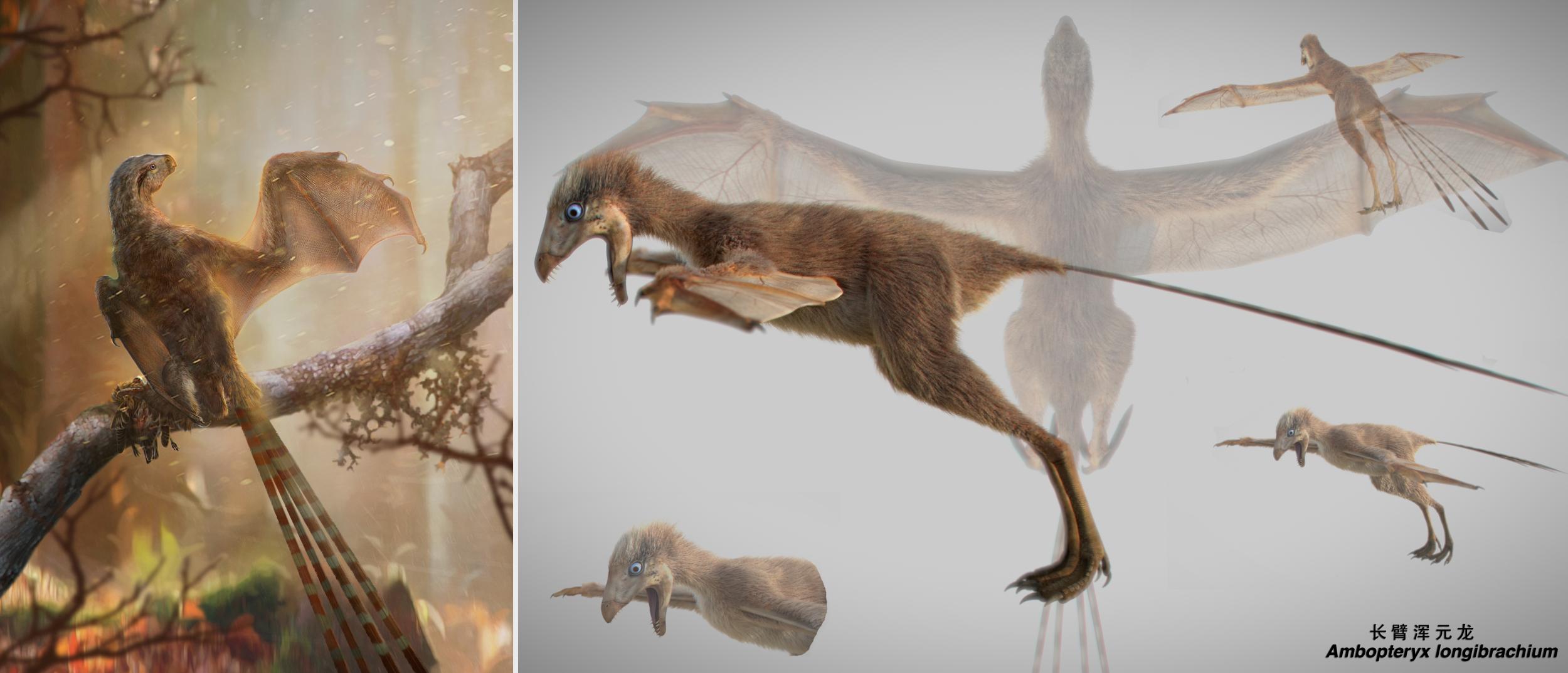 Pictured is a life reconstruction (left) and 3-D reconstruction (right) of Ambopteryx longibrachium ( Chung-Tat Cheung/ Min Wang )