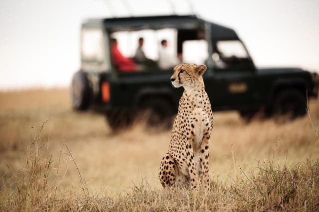 As well as spotting the Big Five you could catch a glimpse of a cheetah
