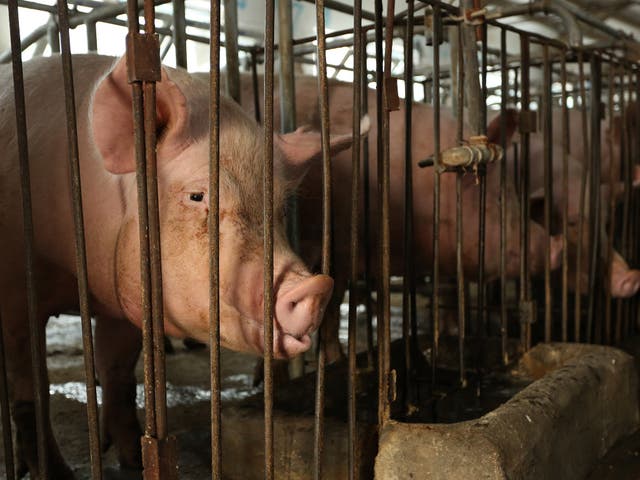 World Animal Protection has called on Tesco to eradicate sow stalls from its Tesco Lotus supply chain in Thailand.