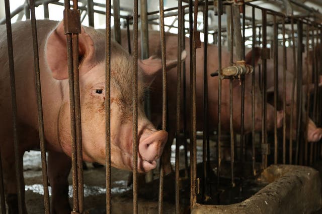 World Animal Protection has called on Tesco to eradicate sow stalls from its Tesco Lotus supply chain in Thailand.