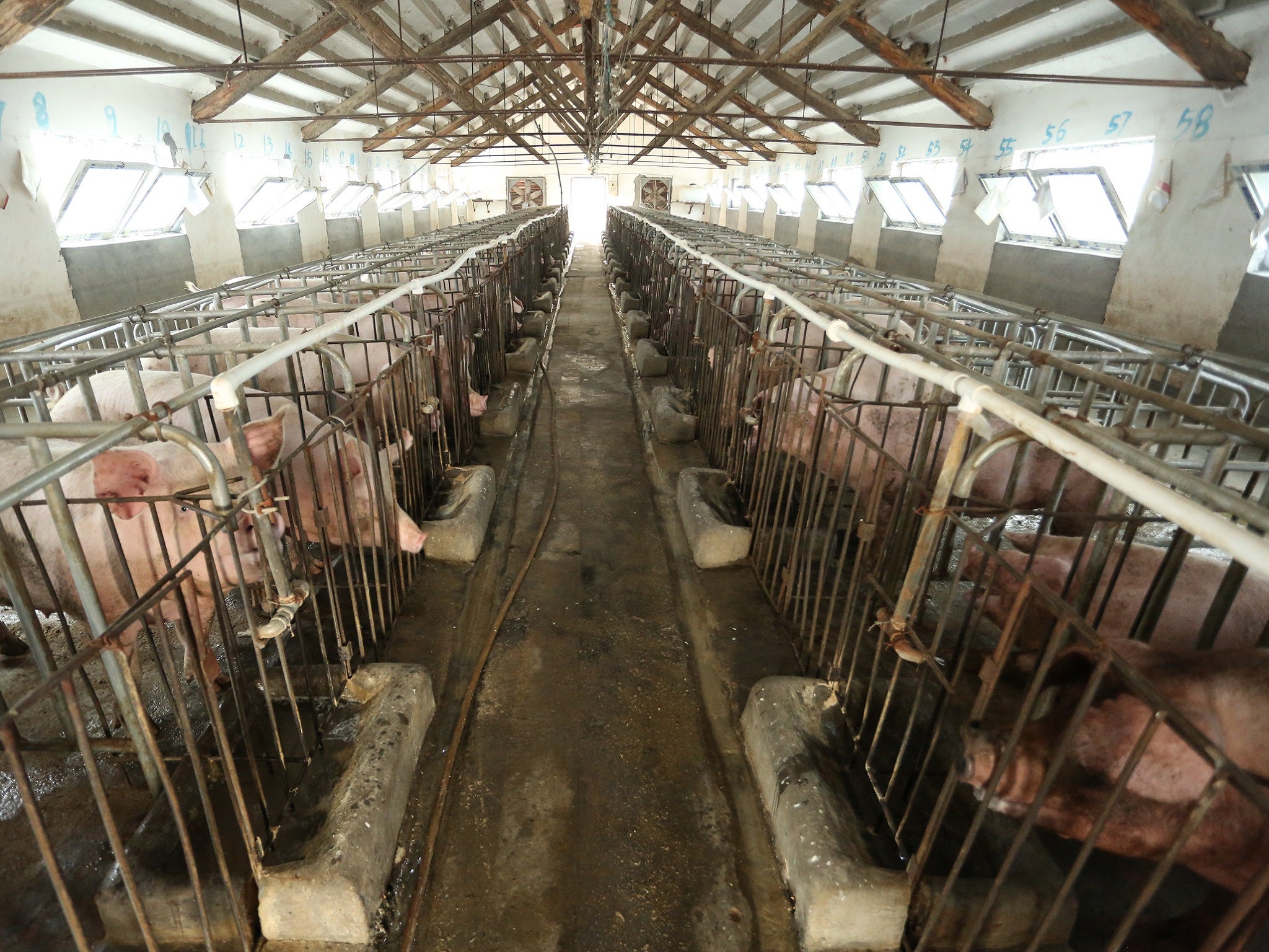 World Animal Protection has called on Tesco to eradicate sow stalls from its Tesco Lotus supply chain in Thailand.