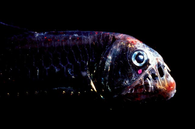 New type of highly sensitive colour vision discovered in deep-sea fish ...