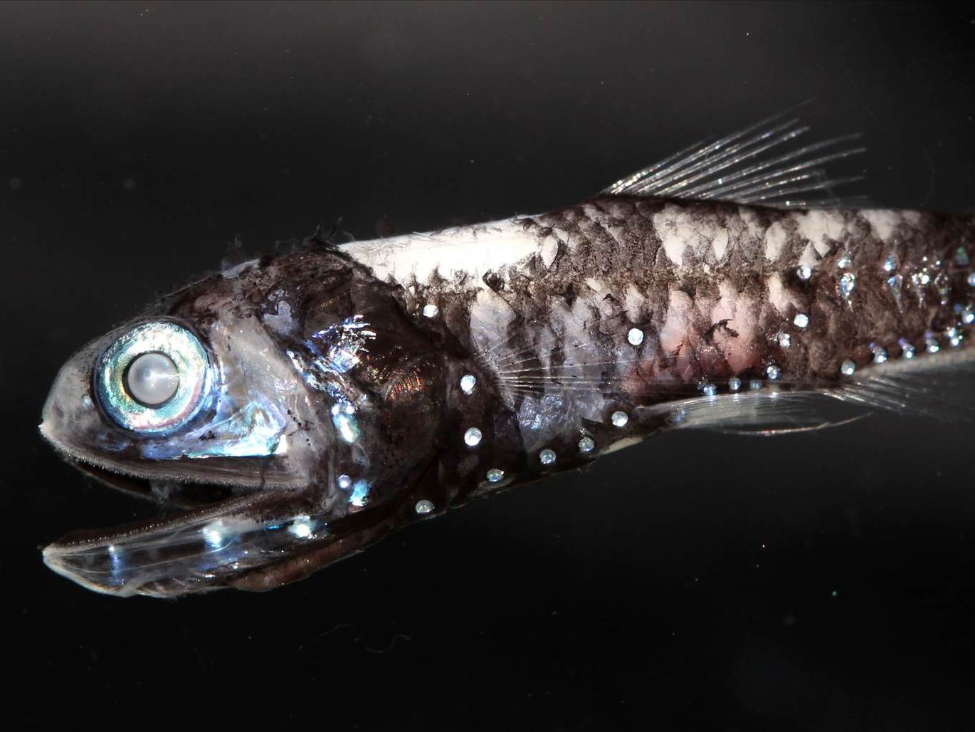 New type of highly sensitive colour vision discovered in deep-sea fish