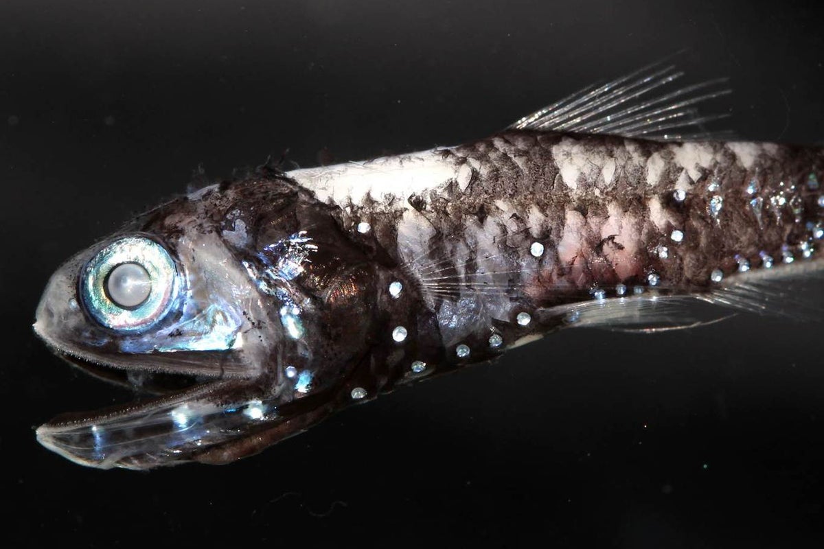 https://static.independent.co.uk/s3fs-public/thumbnails/image/2019/05/09/18/ind-opsins-lanternfish-print.jpg?width=1200&height=800&crop=1200:800