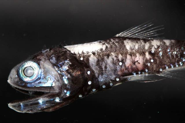 The lanternfish (pictured) has bioluminescent organs and an increased number of rhodopsin genes