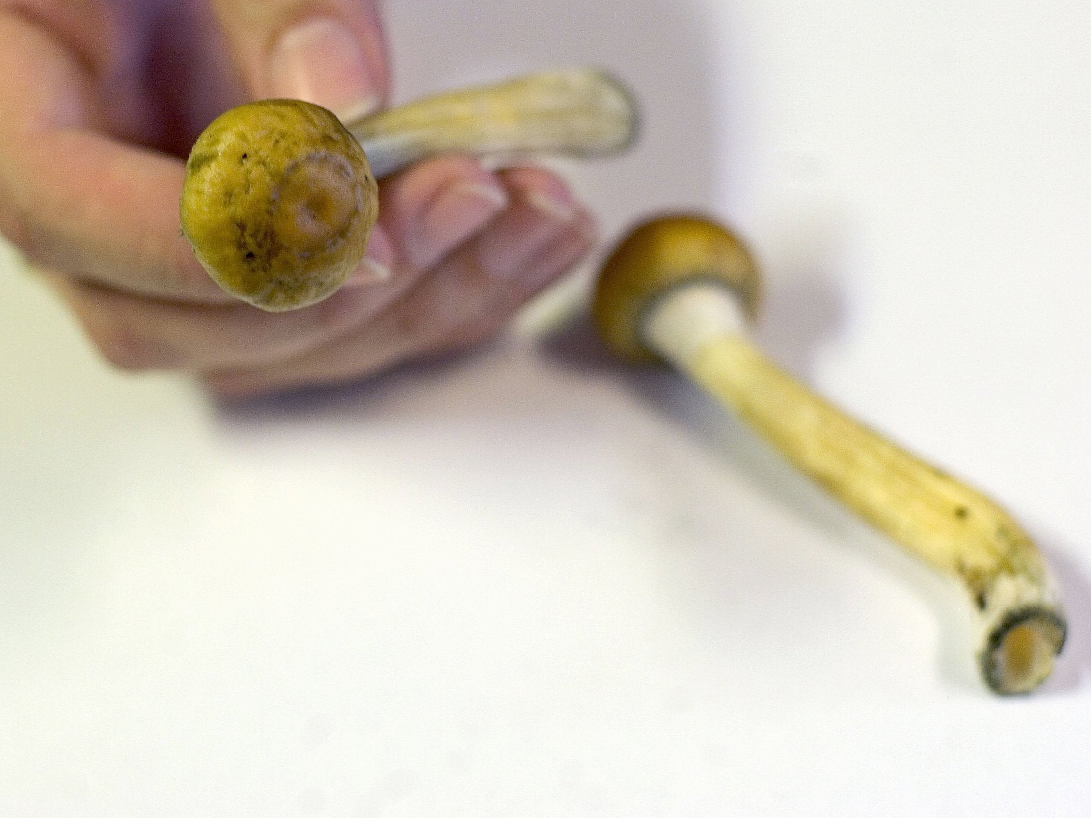 Magic mushrooms could be bought in the UK until 2005