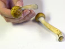 Denver has decriminalised magic mushrooms – the medicinal power of psychedelics is finally being recognised