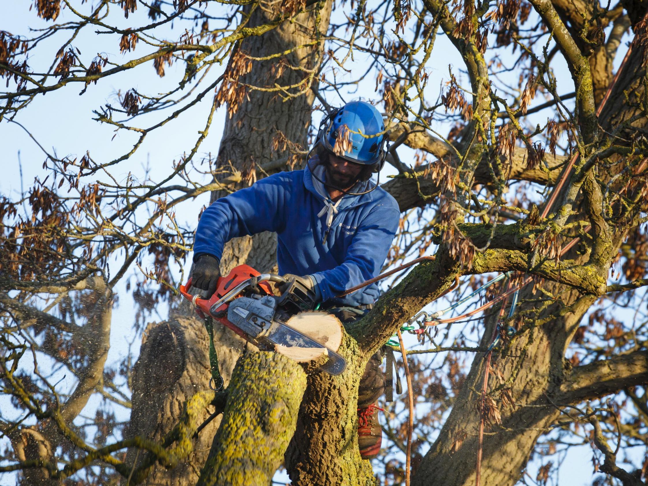 Tree surgeon cuts branch from an oak tree in Buckingham, UK