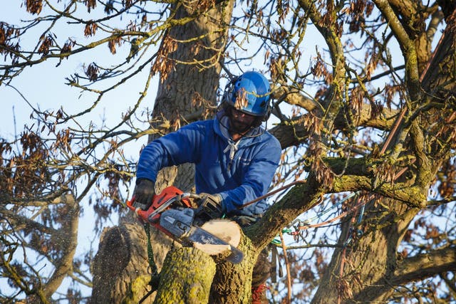 Tree surgeon cuts branch from an oak tree in Buckingham, UK