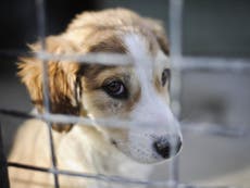 Campaigners welcome new law cracking down on puppy farms