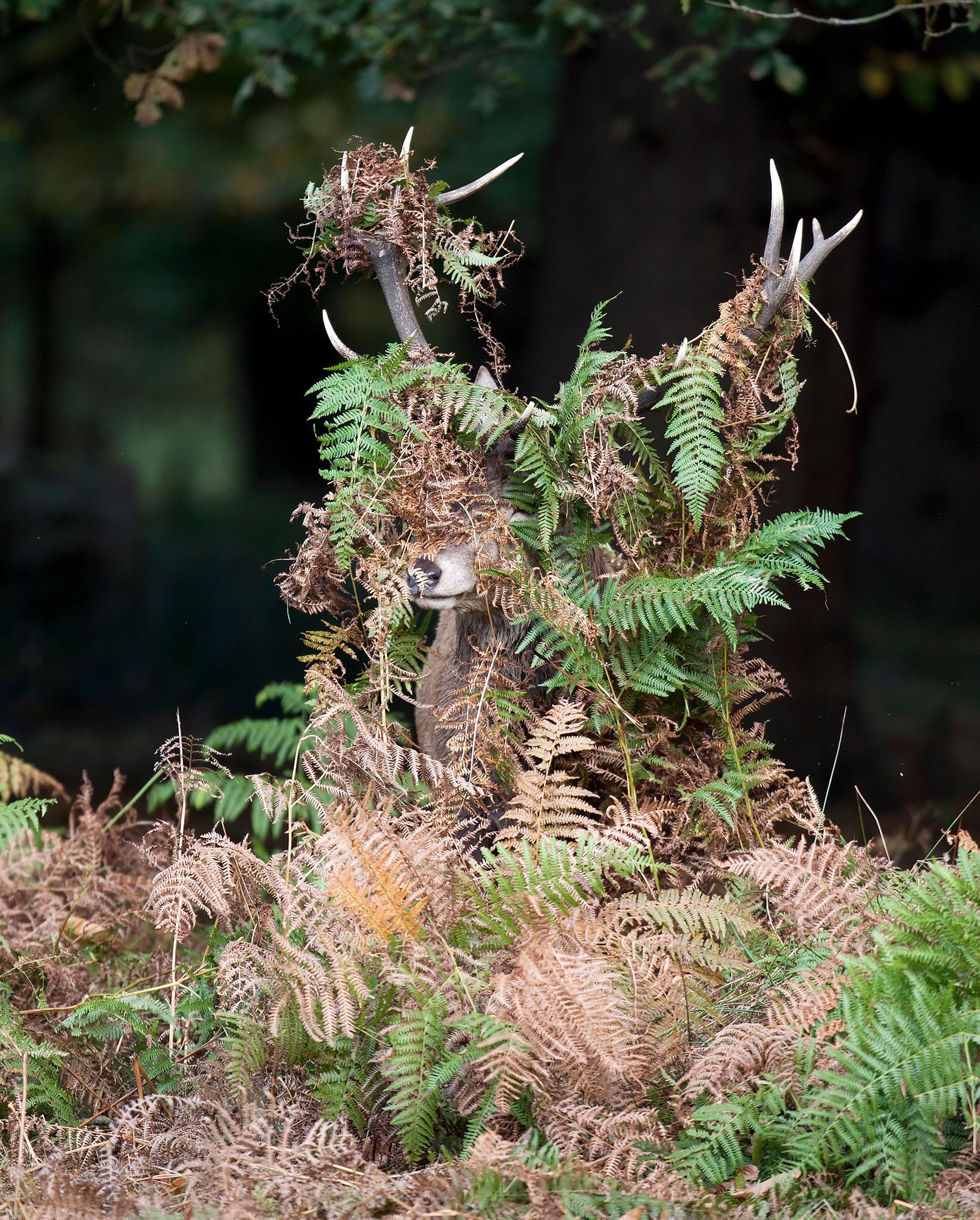 "Shooting the Red Deer rut in Richmond Park, I noticed this deer covered in bracken. It's not unusual for them to adorn themselves with bracken and grass, but this one's taken it to extremes" - Mike Rowe
