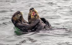 ‘Potentially devastating’: Melting Arctic sea ice causing deadly virus to spread in marine mammals, scientists find 