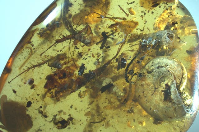 The piece of amber (pictured) contained at least 40 creatures, including  spiders, millipedes, cockroaches, beetles, flies and wasps