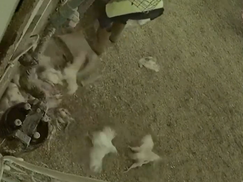 Sick chickens struggled frantically to pull themselves along after being thrown onto a pile and discarded
