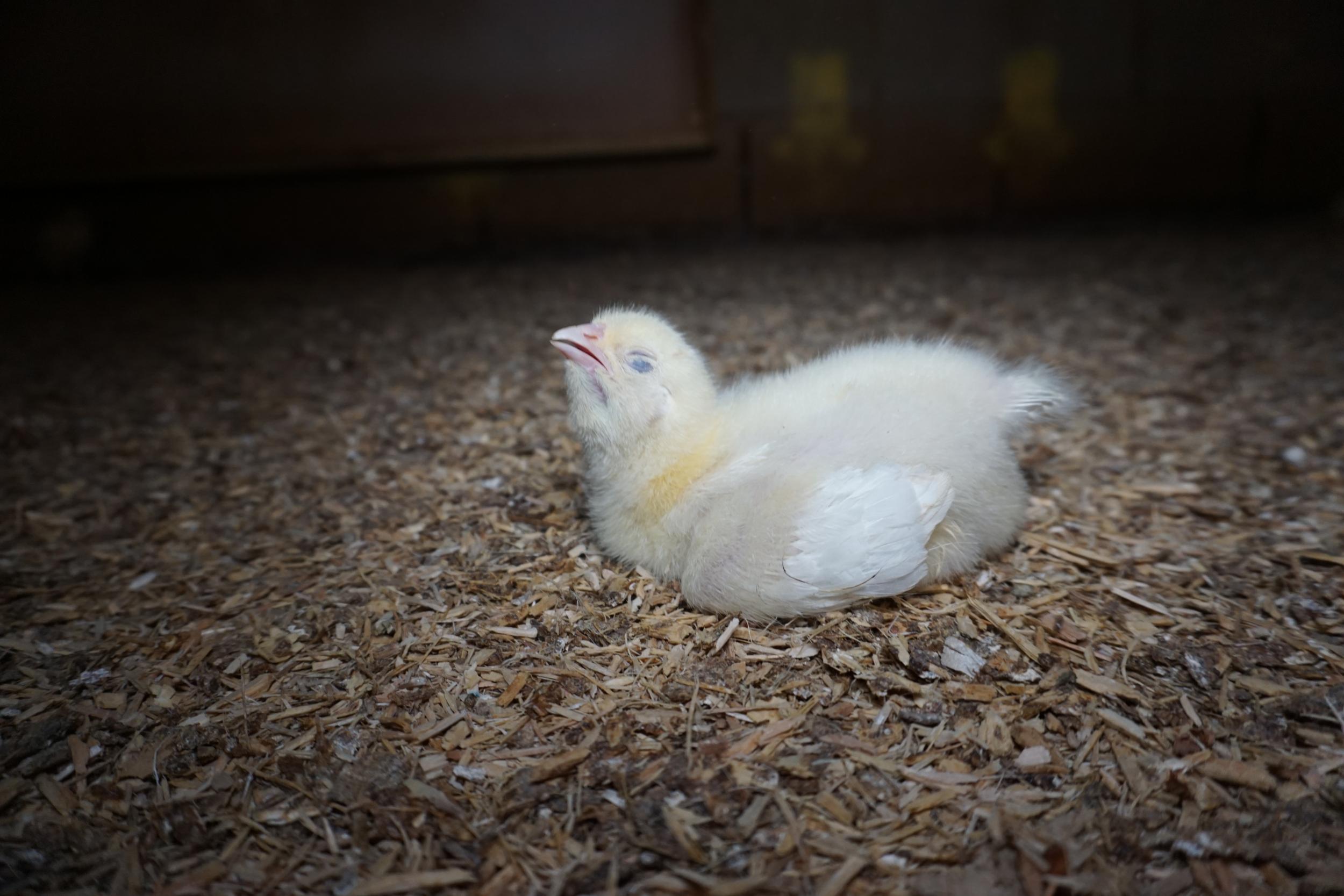 This chick was ‘gasping for breath’ as a result of being bred to grow too rapidly