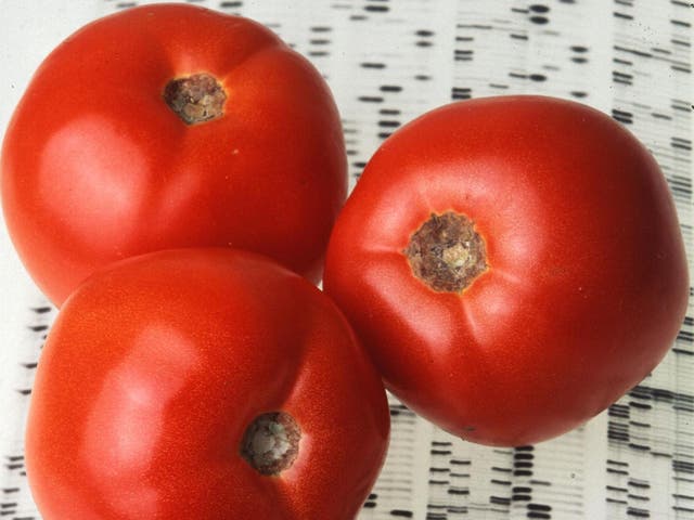 Researchers mapped nearly 5,000 new genes and identified a rare version of a gene called TomLoxC that makes tomatoes tastier