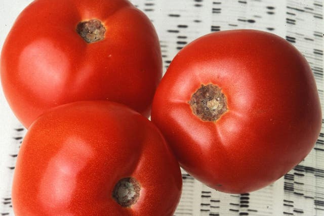 Researchers mapped nearly 5,000 new genes and identified a rare version of a gene called TomLoxC that makes tomatoes tastier
