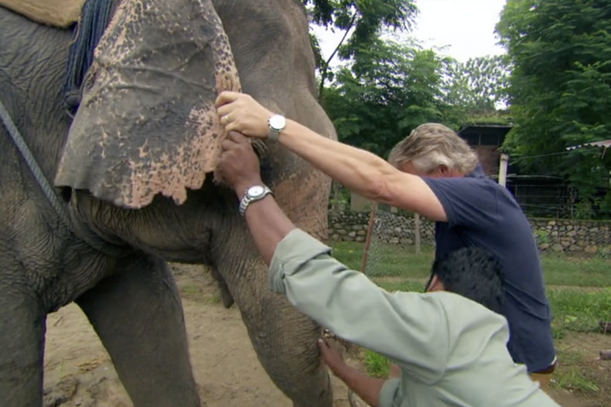 Martin Clunes was axed for climbing an elephant’s trunk (ITV)