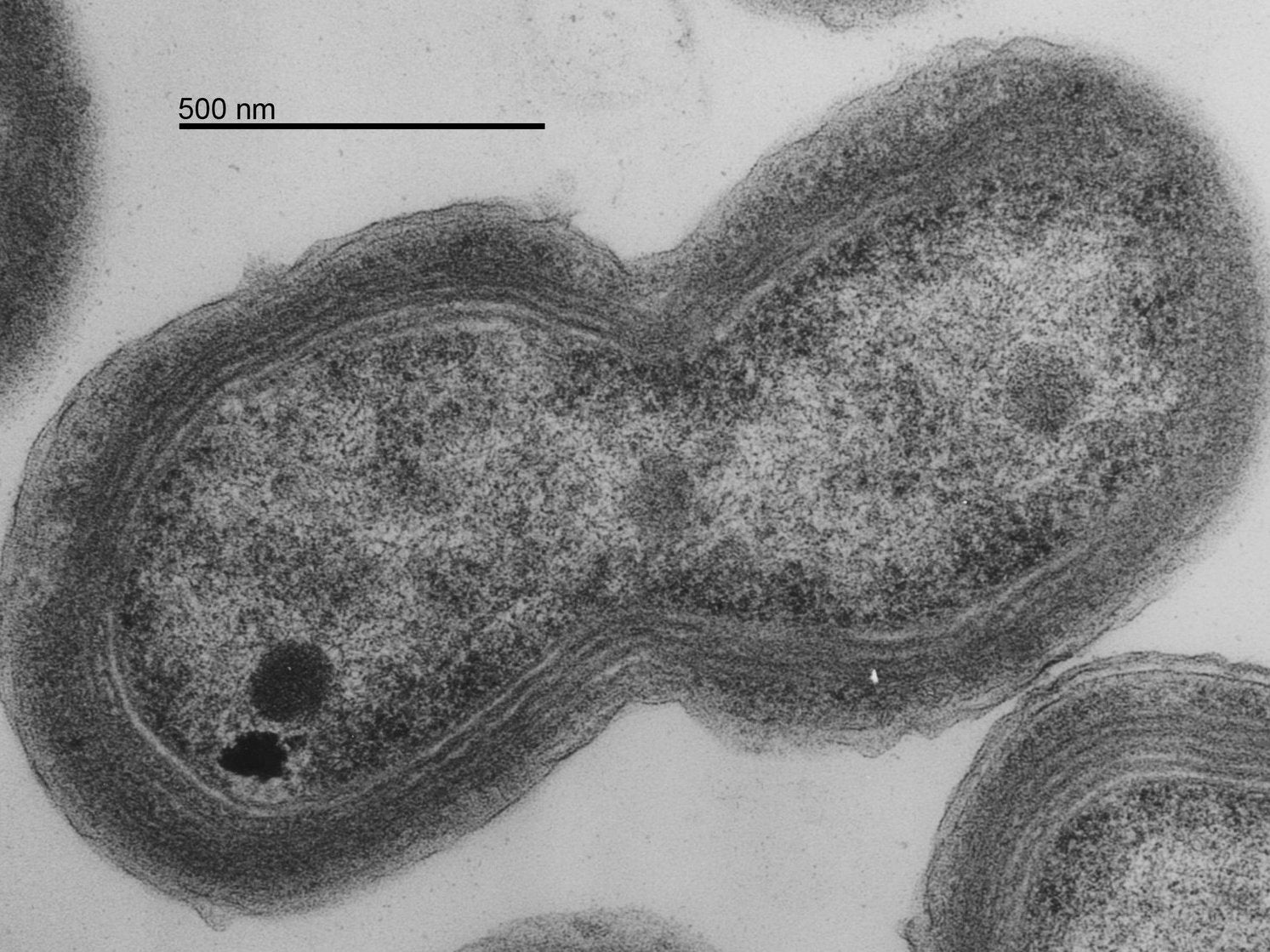 Chemicals leached from plastic interfered with the growth, photosynthesis and oxygen production of  Prochlorococcus