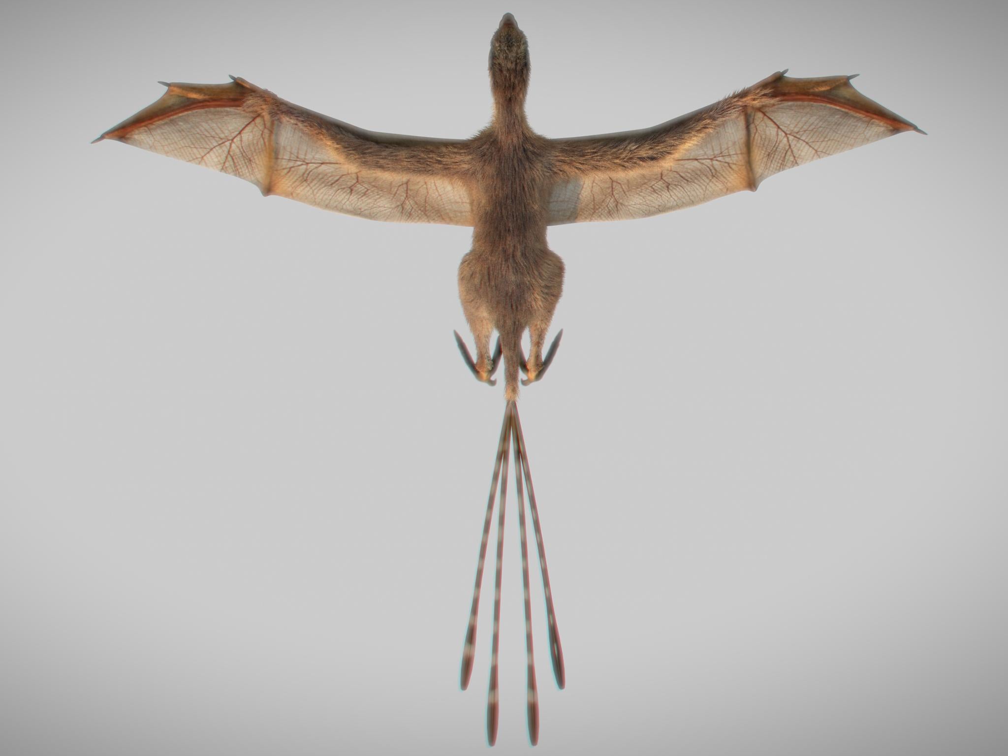 
Dinosaurs with bat wings are thought to have had a lying style somewhere in between a bat and a flying squirrel 
