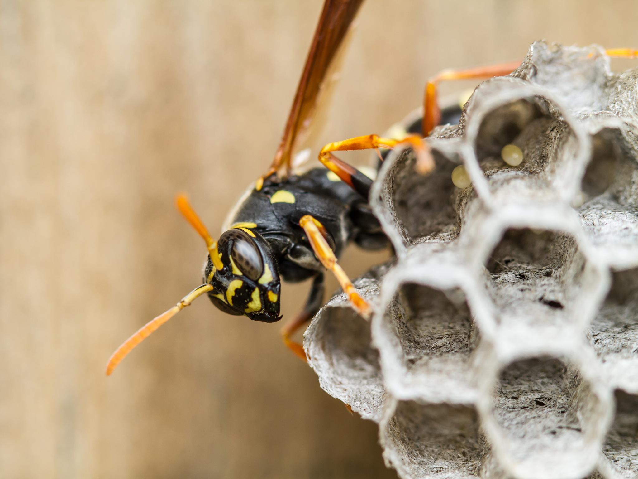 
Paper wasps are found on every continent apart from Antarctica 