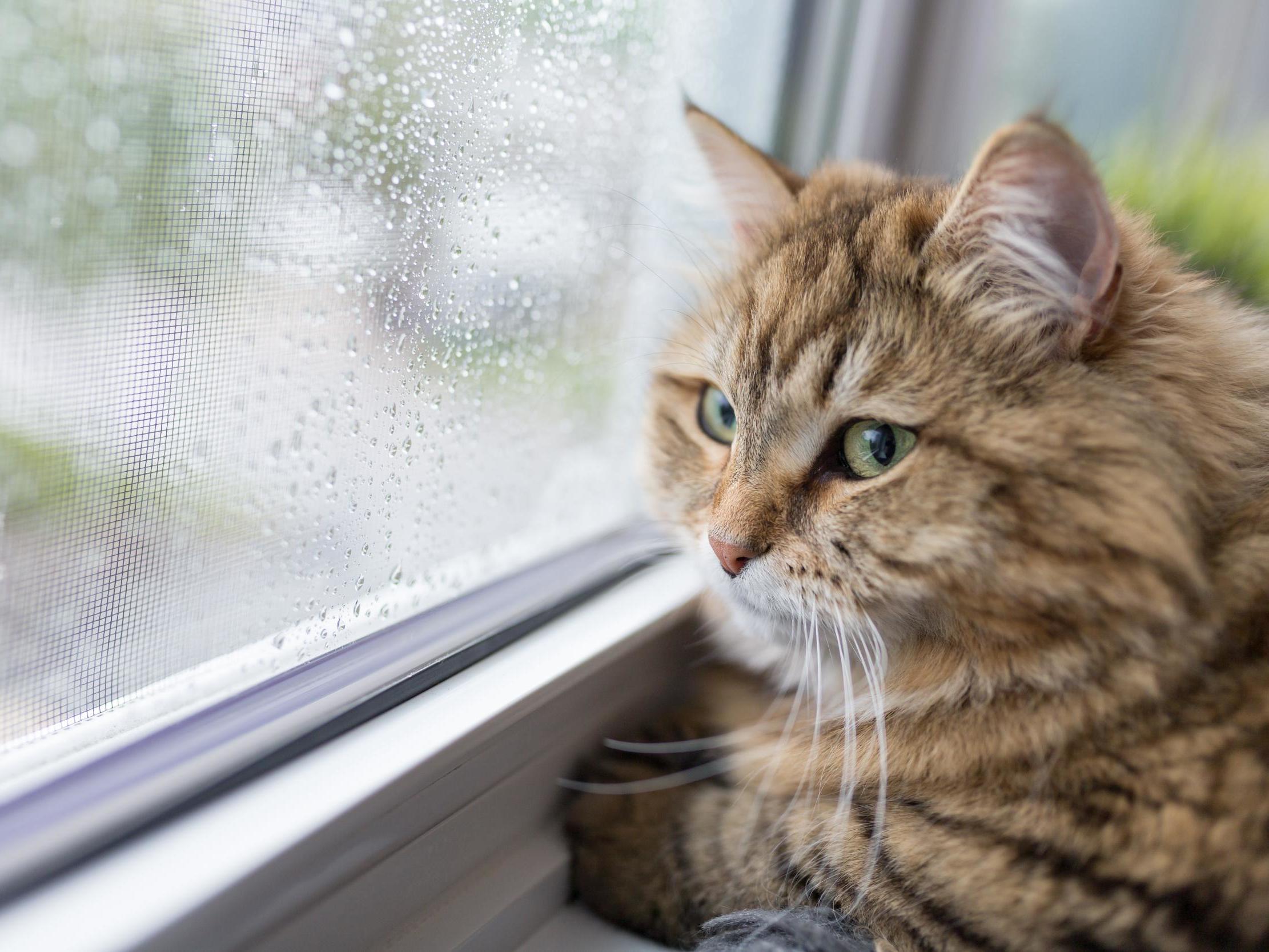 Cats could be banned from going outside under new Australian law