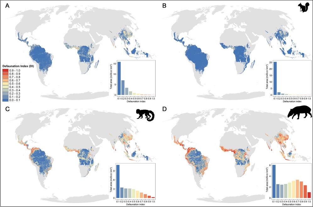 According to the study, more than half of tropical forests are under hunting pressure