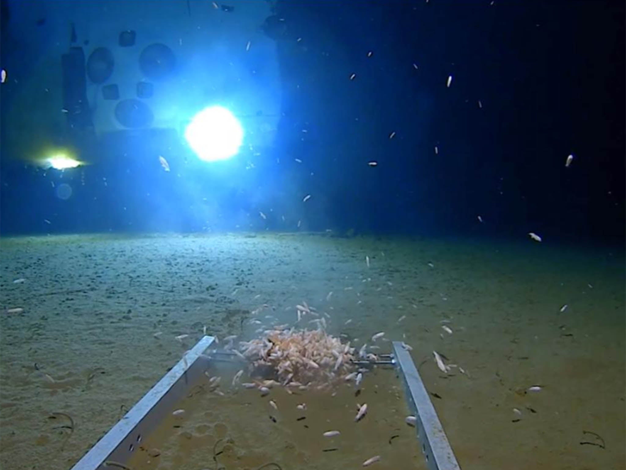 Sea creatures swim around a submersible ladder