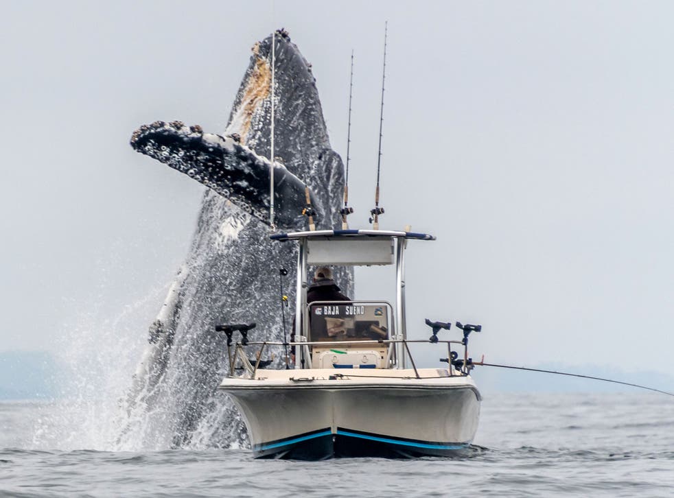 The whale breached right next to a fisherman’s boat in Monterey Bay, California